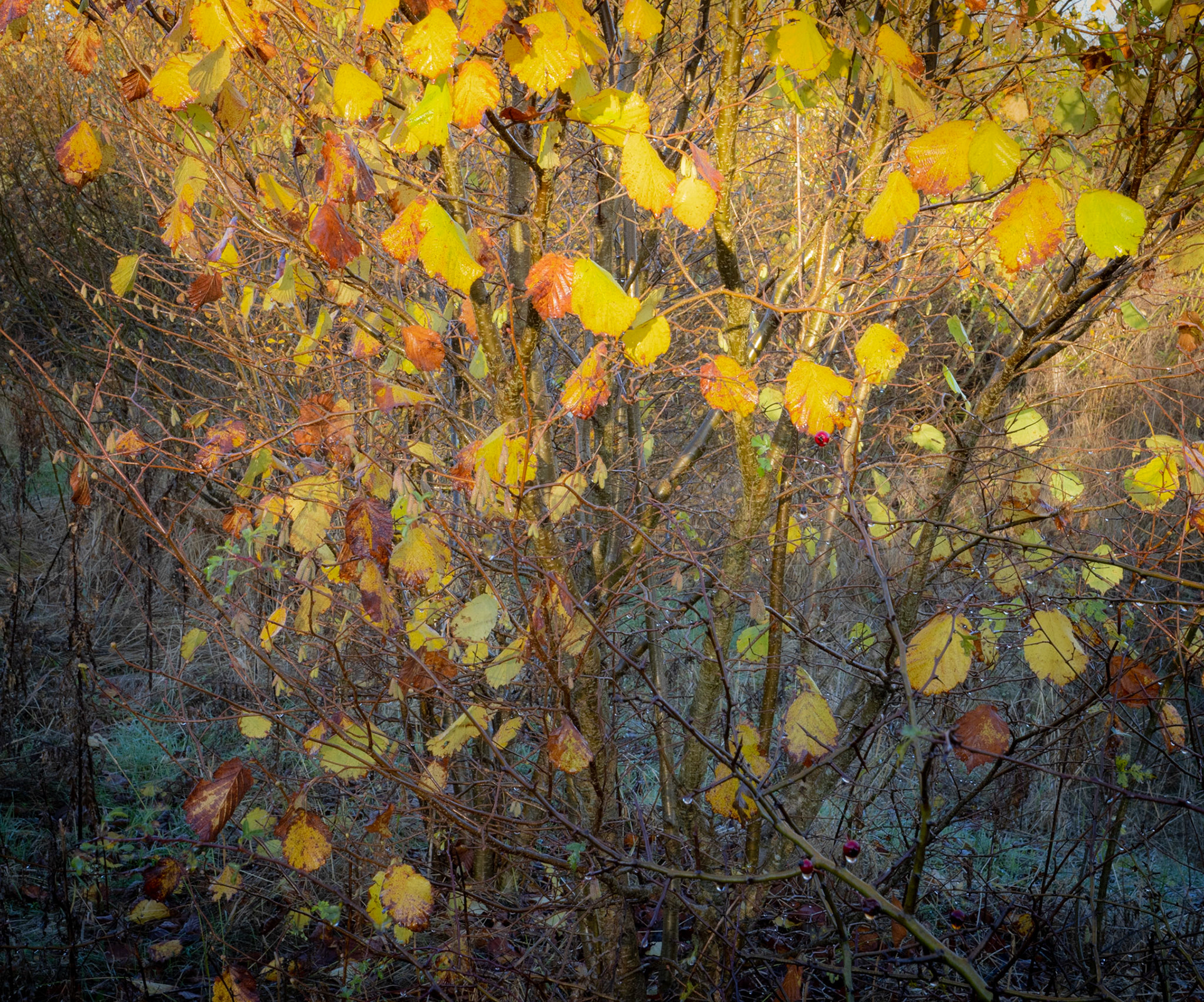 Elm leaves - November