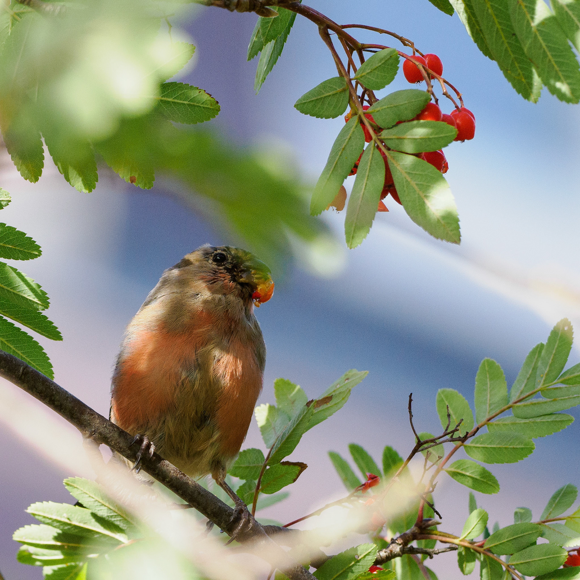 Bullfinch (male/juvenile)