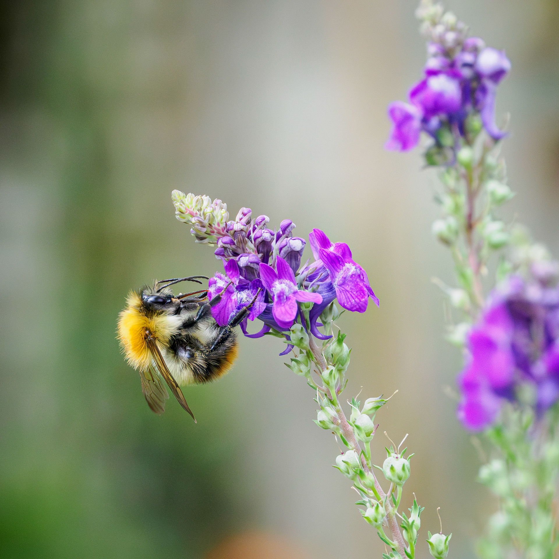 White-tailed bumble bee