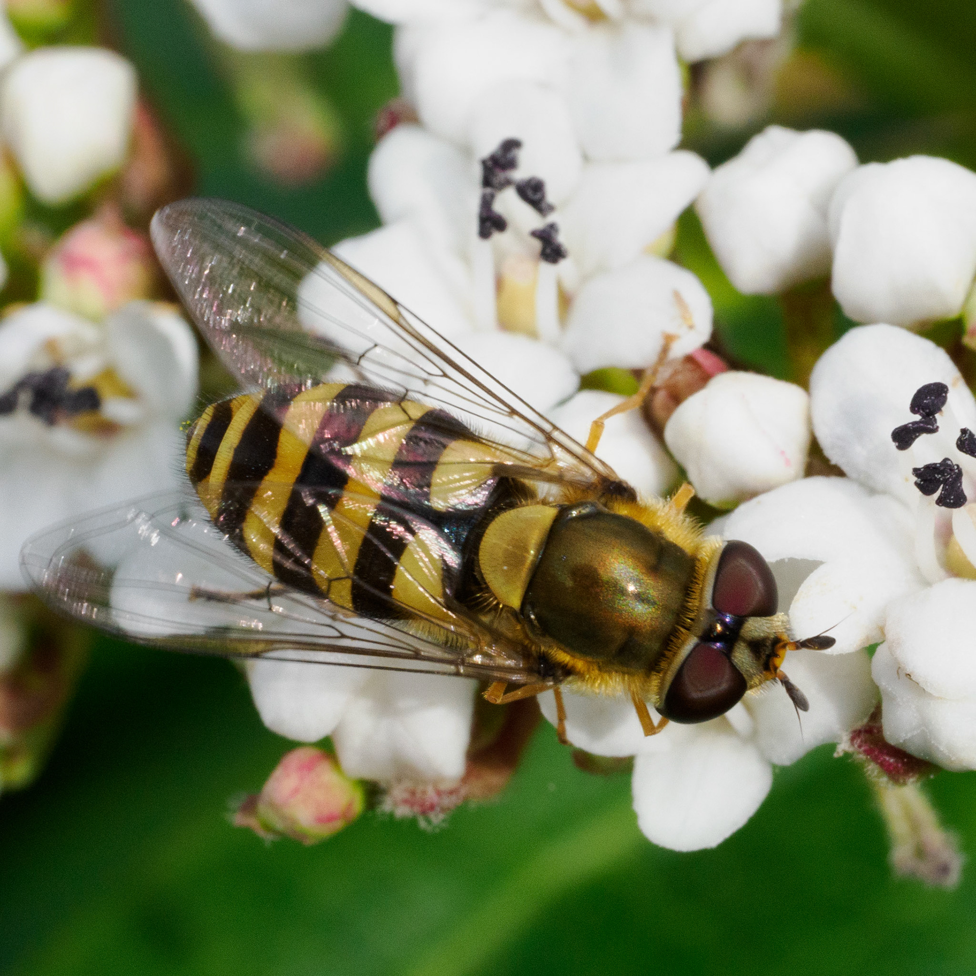 Batman hoverfly