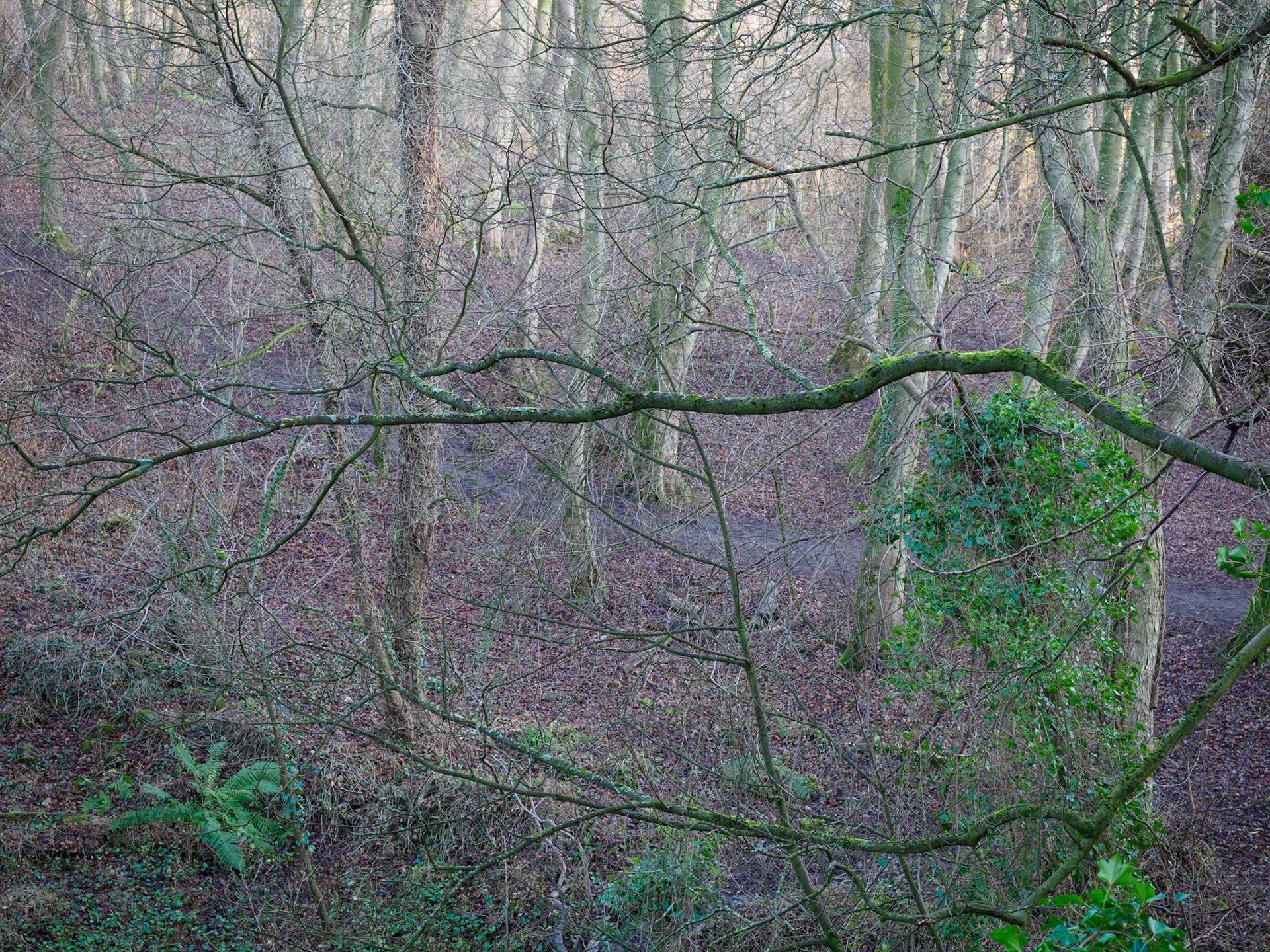 Corstorphine Hill - January