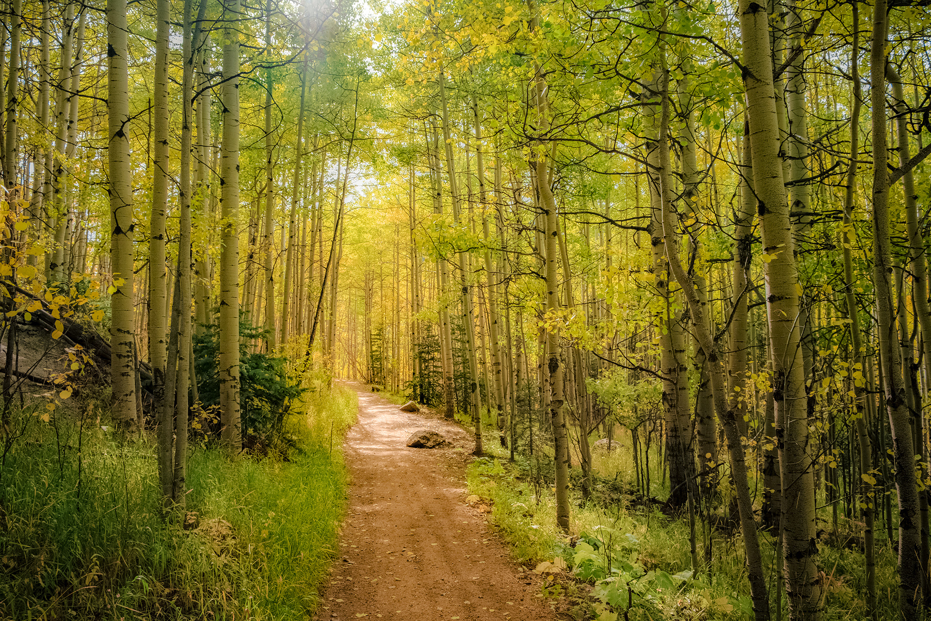 Aspens