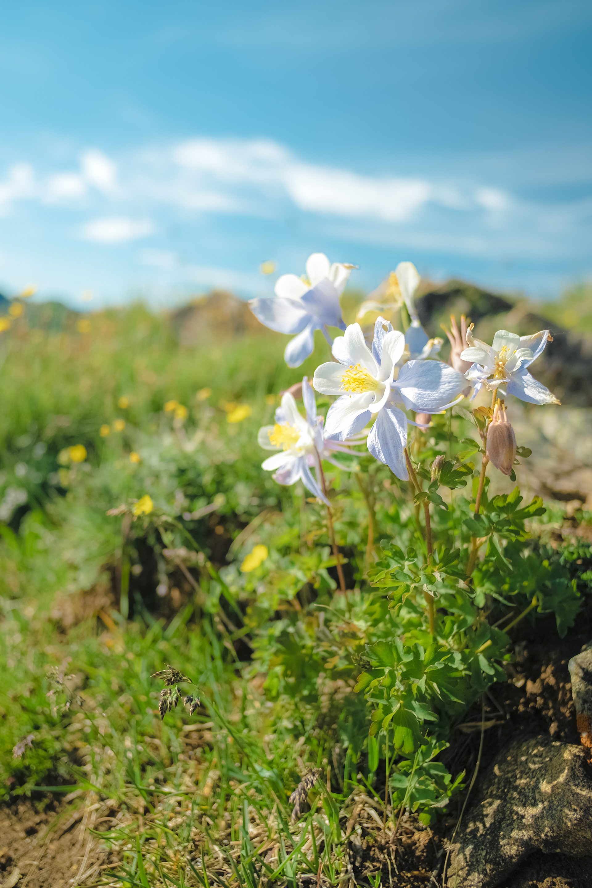 Columbine