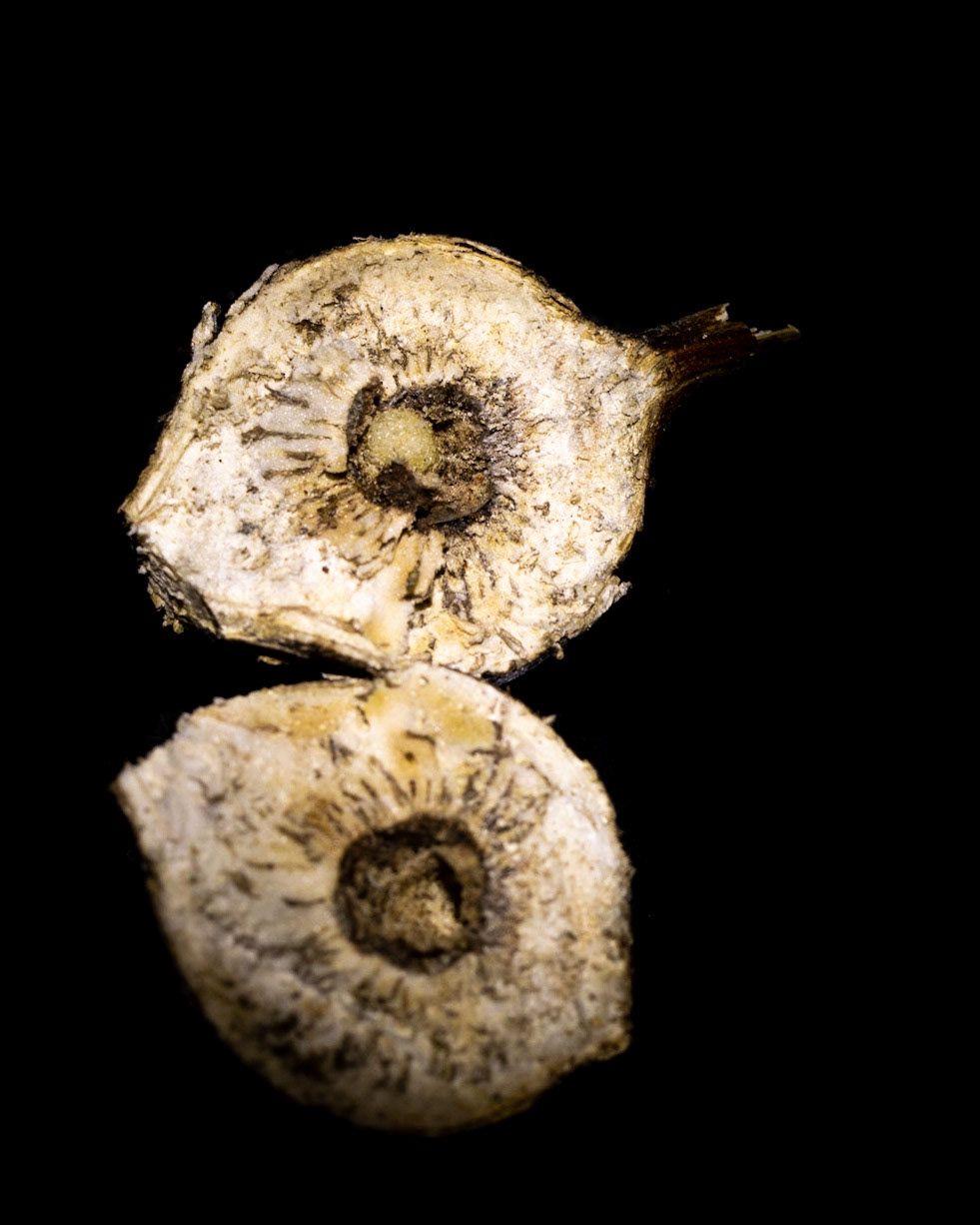A goldenrod gall split to reveal fly larva
