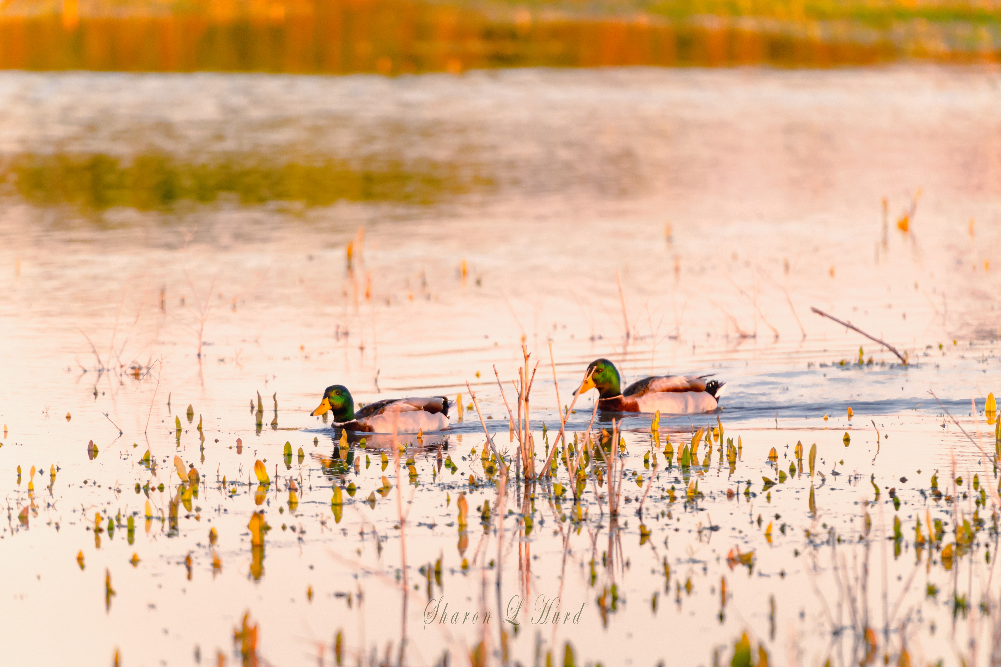 Hanging out in the Vernal Pool