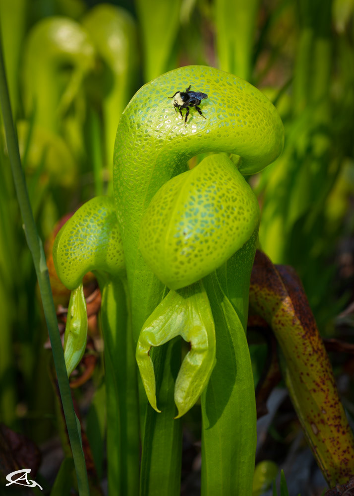 Darlingtonia Californica