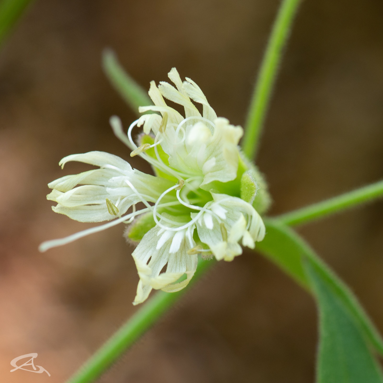 Caryophyllaceae