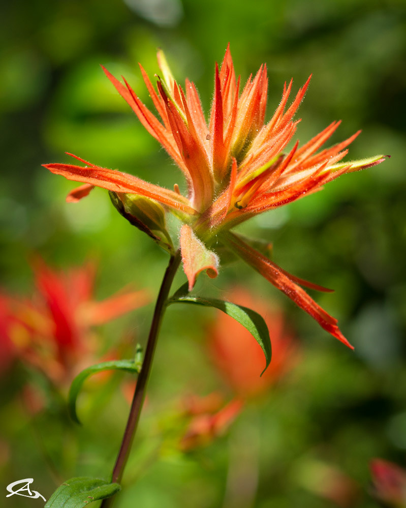 Paintbrush