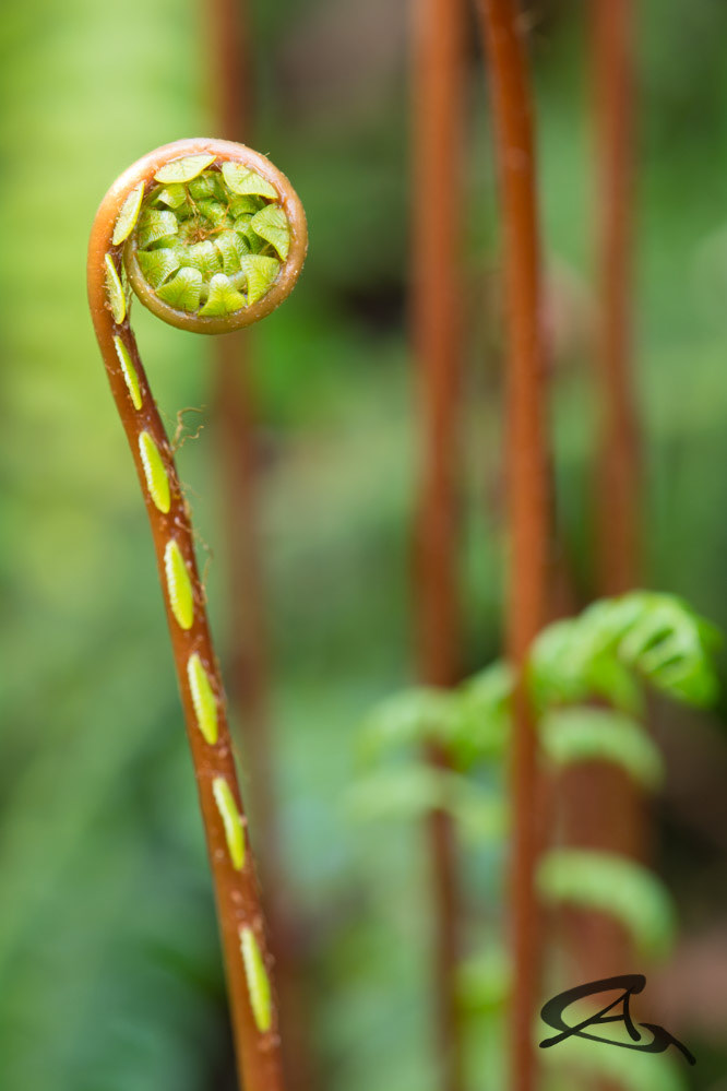 Deer Fern
