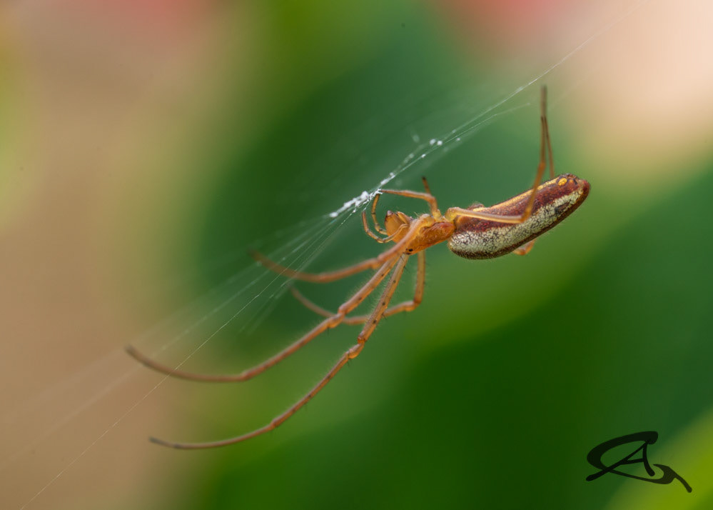Web Eating