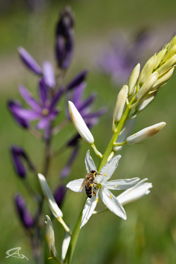 Death Camas?