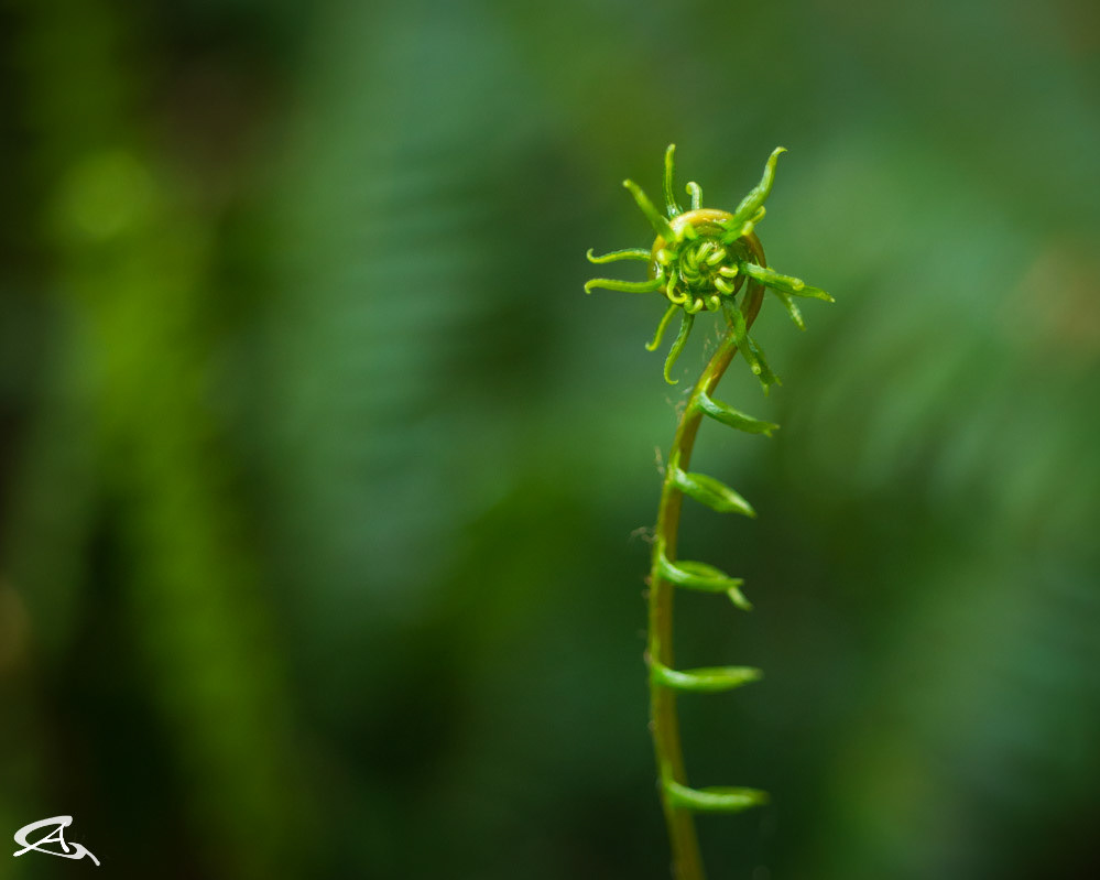 Fern