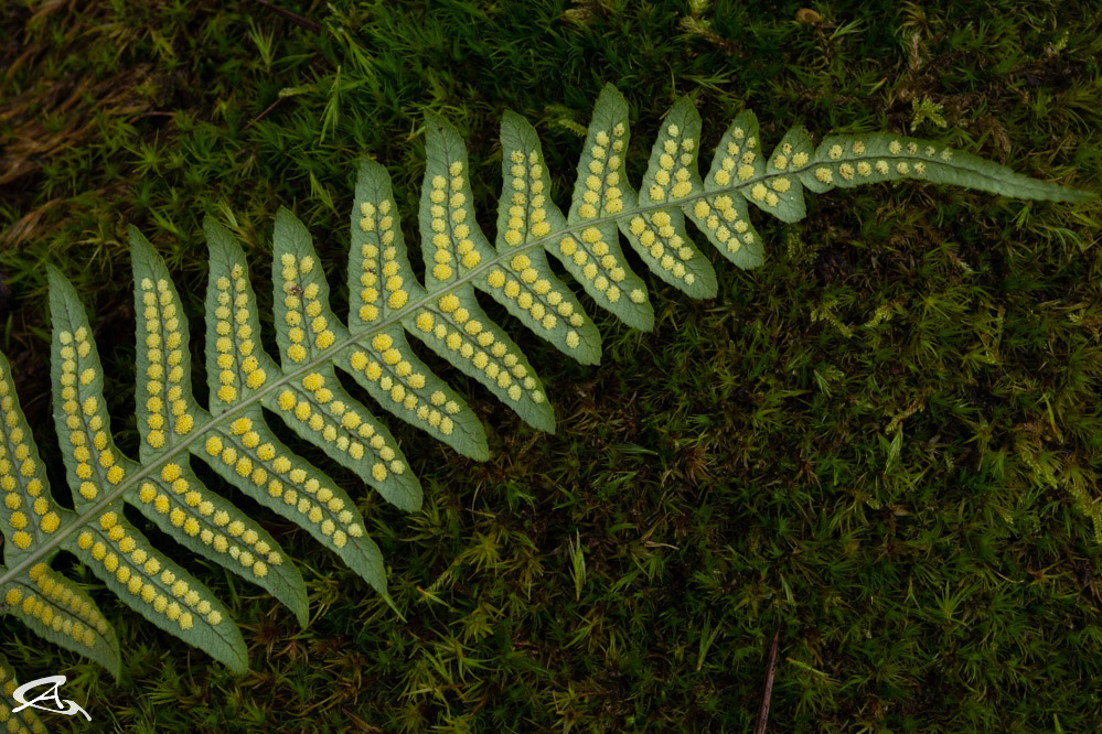 Fern