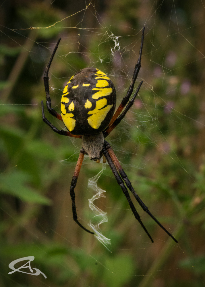 Garden Spider - Orb
