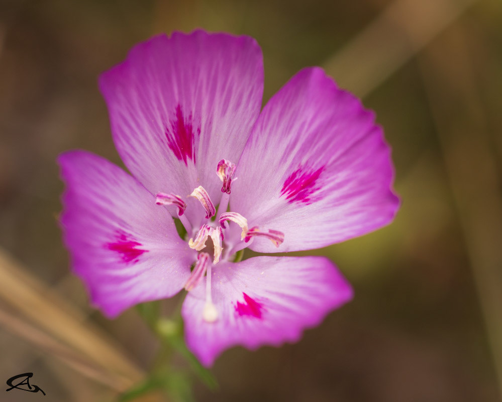 Clarkia