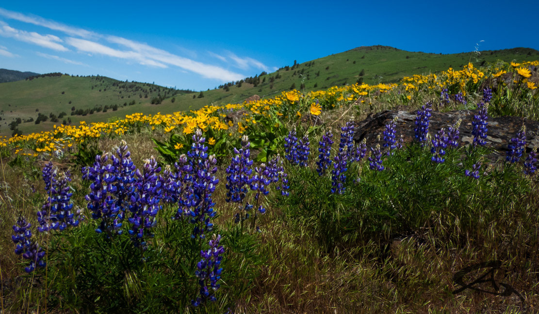 Lupines on Hogback Mtn