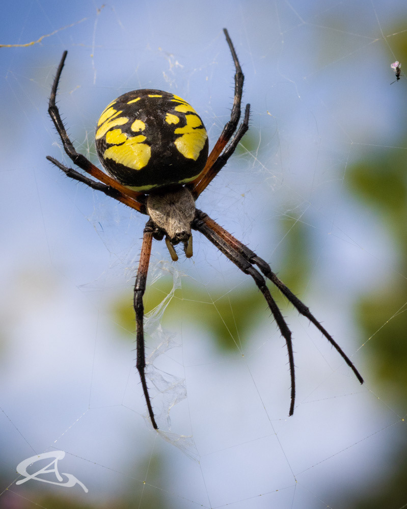 Garden Spider - Orb