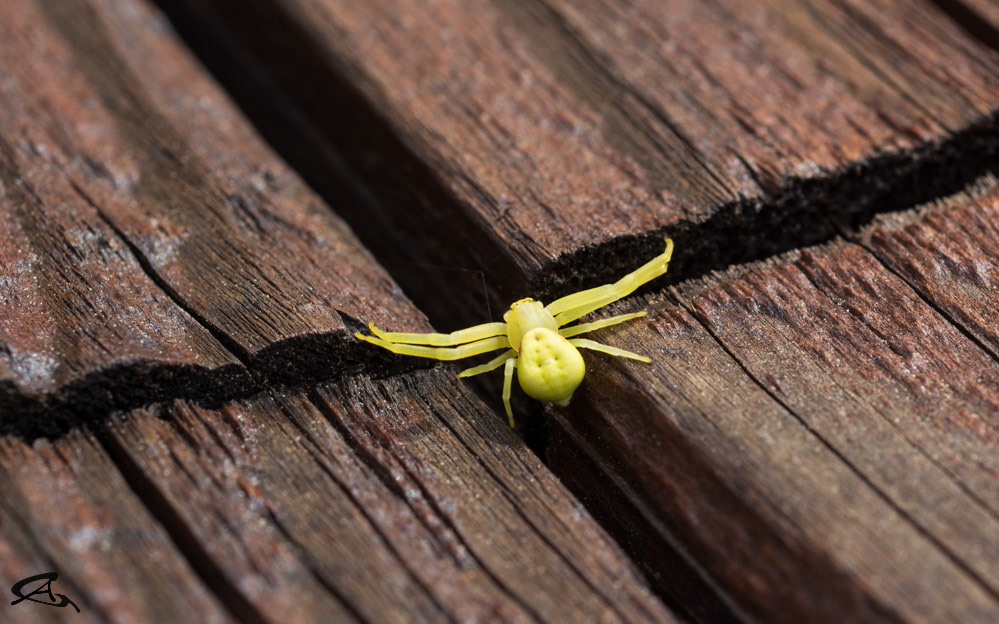 Spider Crossing