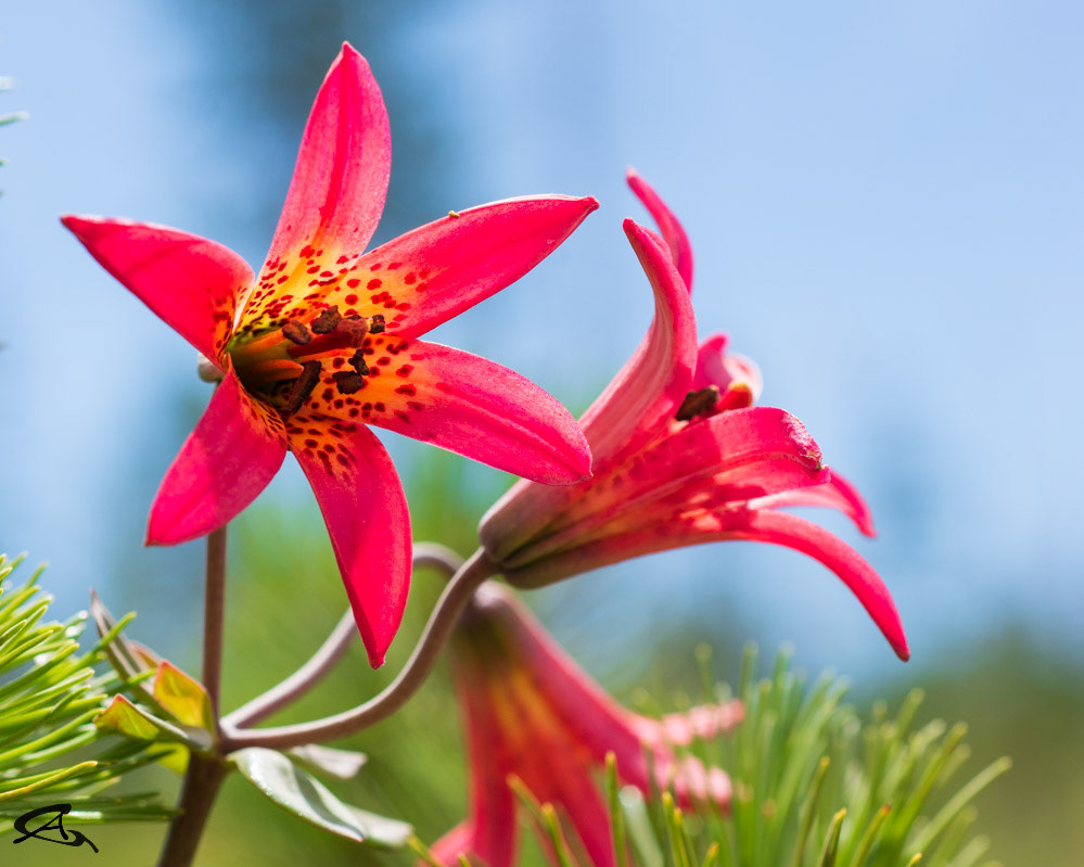 Bolander's Lily