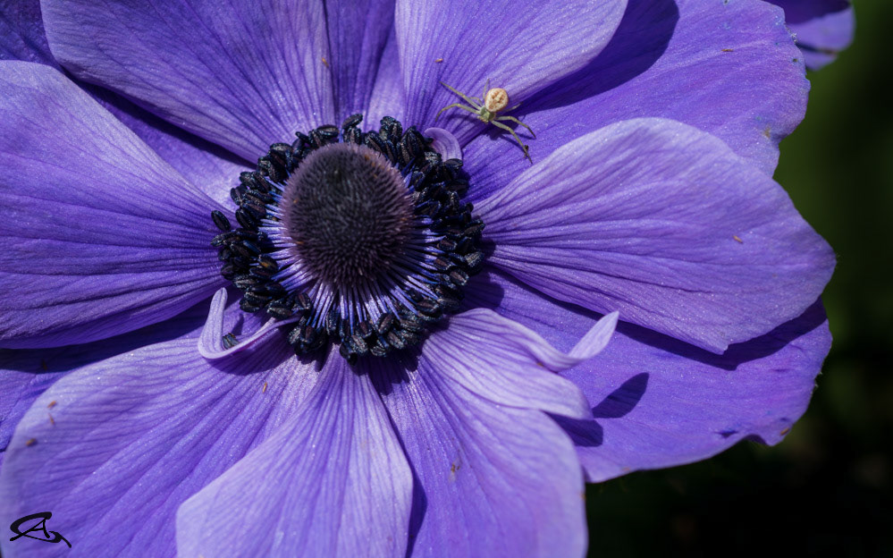 Anenome