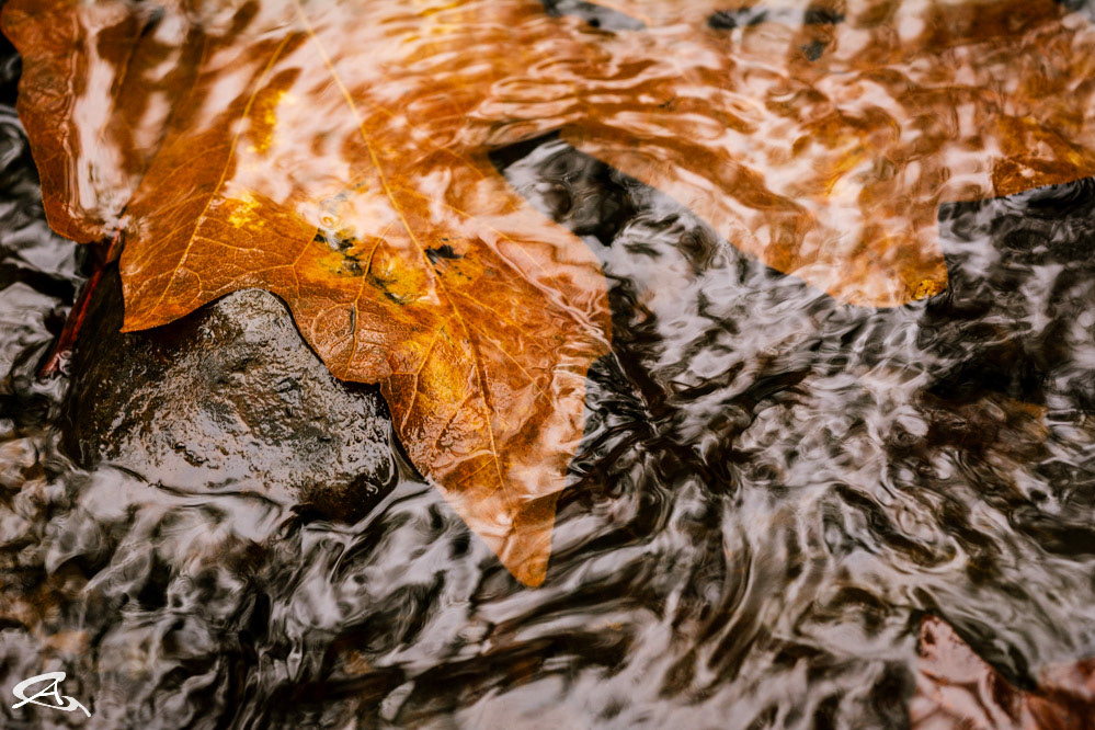 Maple Leaf