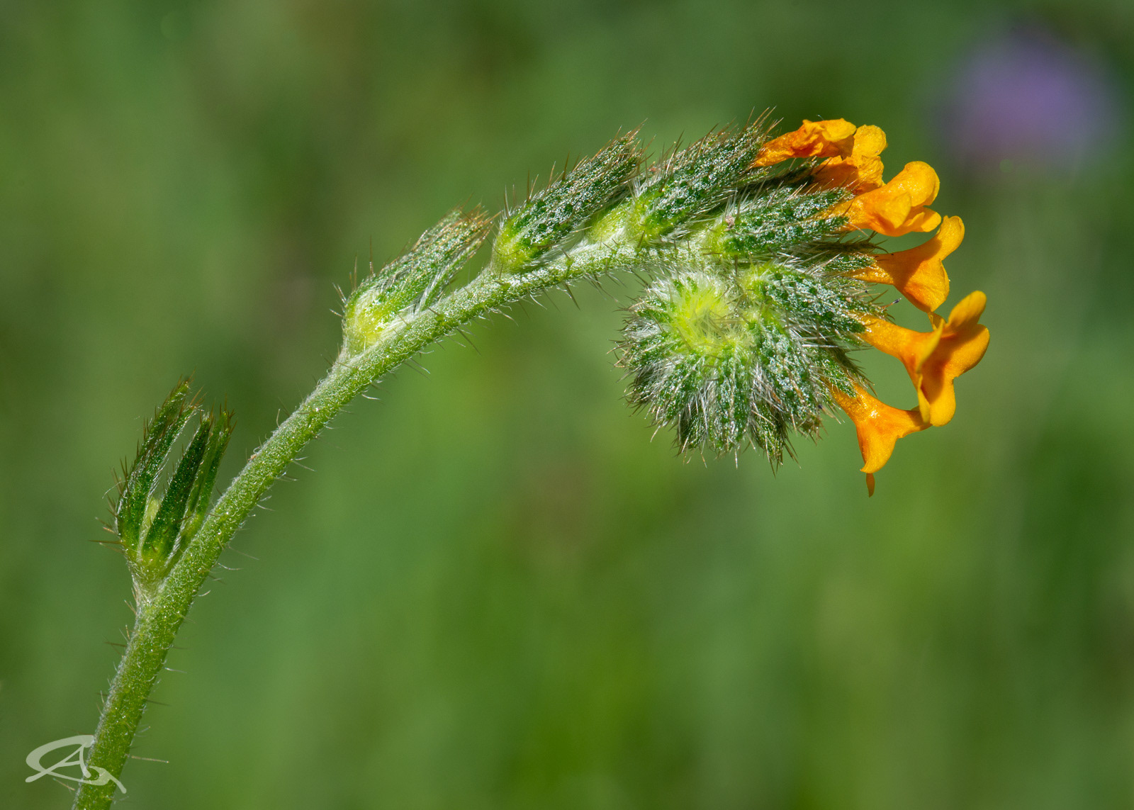 Fiddleneck