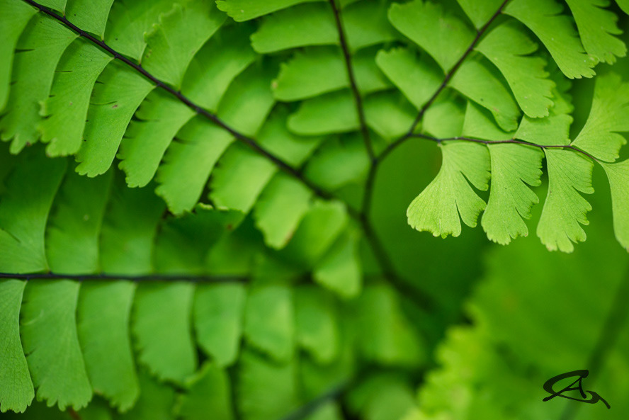 Maidenhair Fern