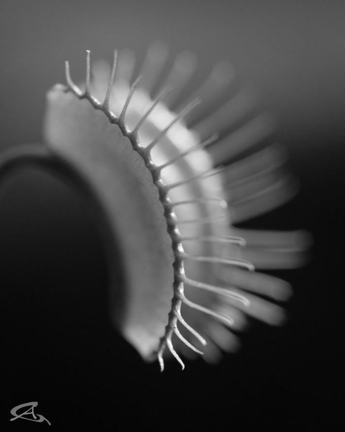 Venus Fly Trap