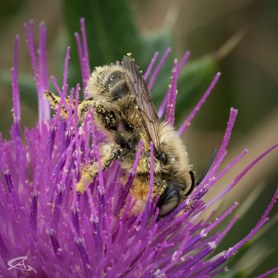 Pollinator