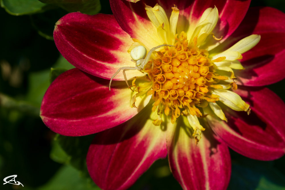 Danger in the Dahlia