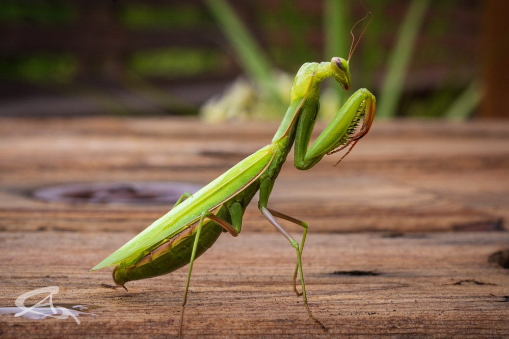 Praying Mantis