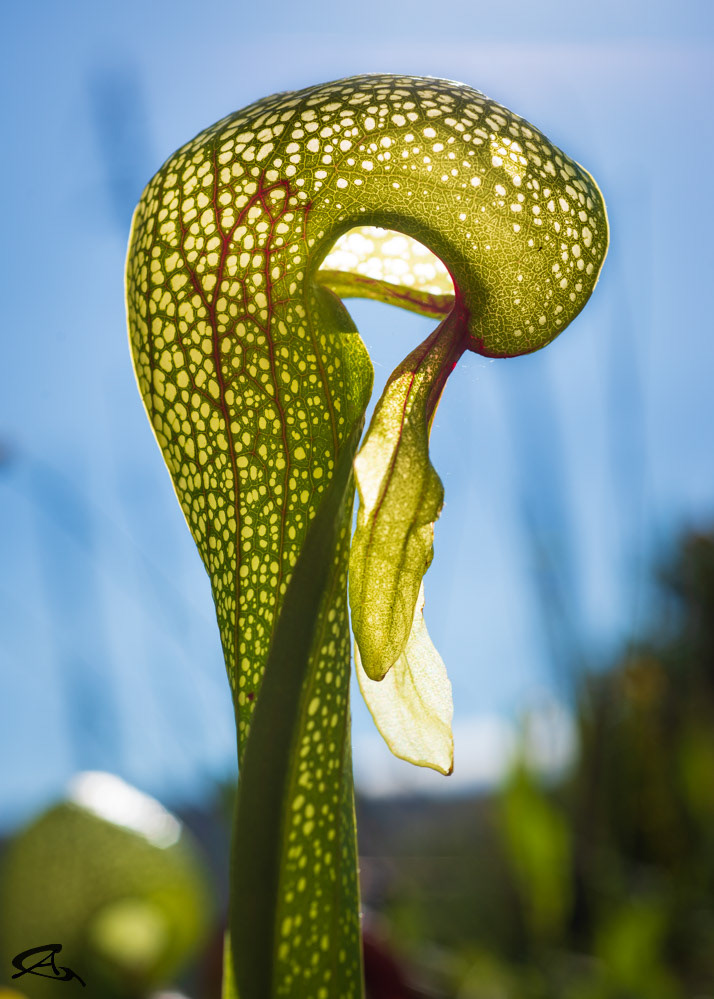 Darlingtonia Californica