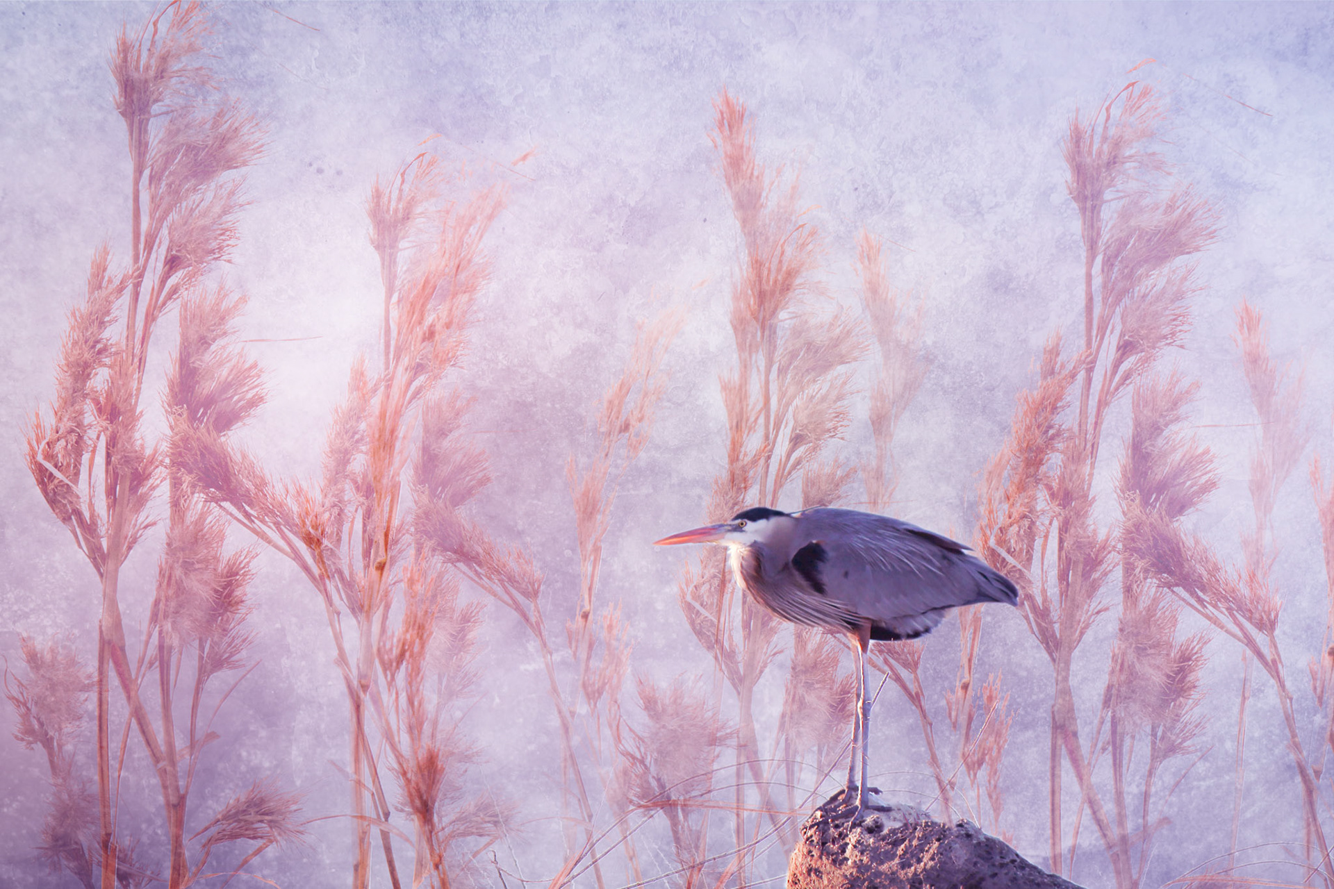 Heron In Reeds