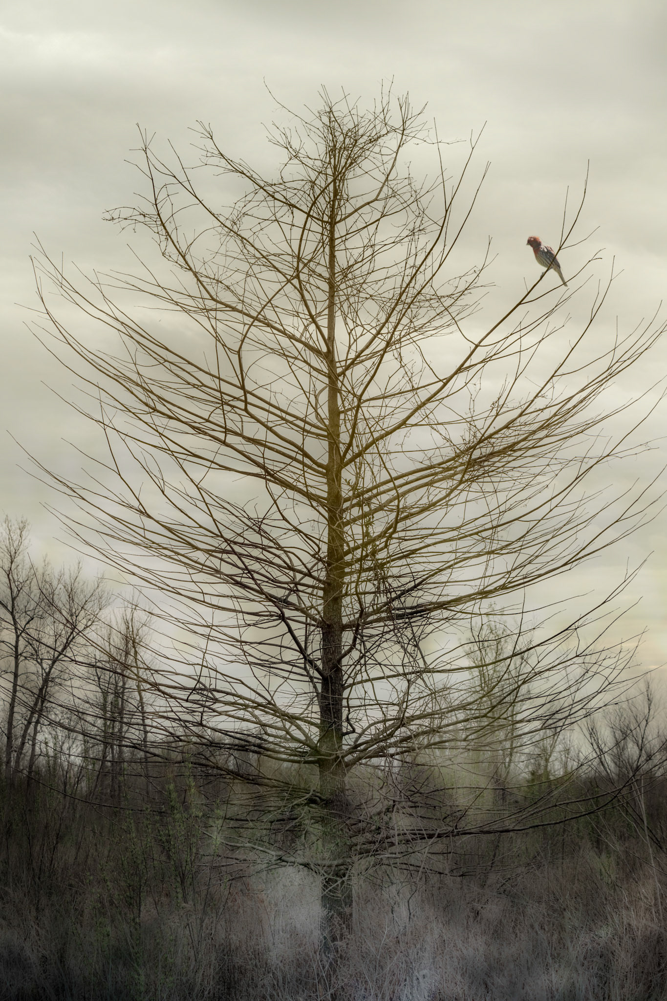 Winter Tree