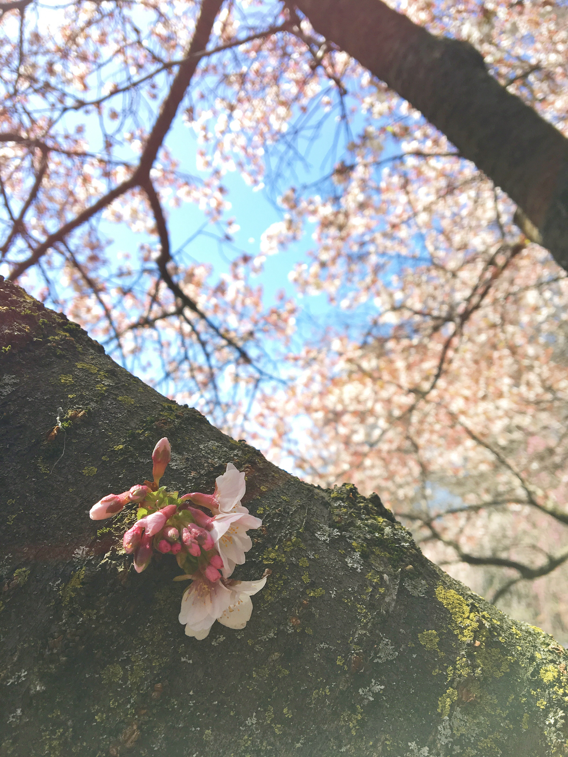 In Brooklyn Botanic Garden