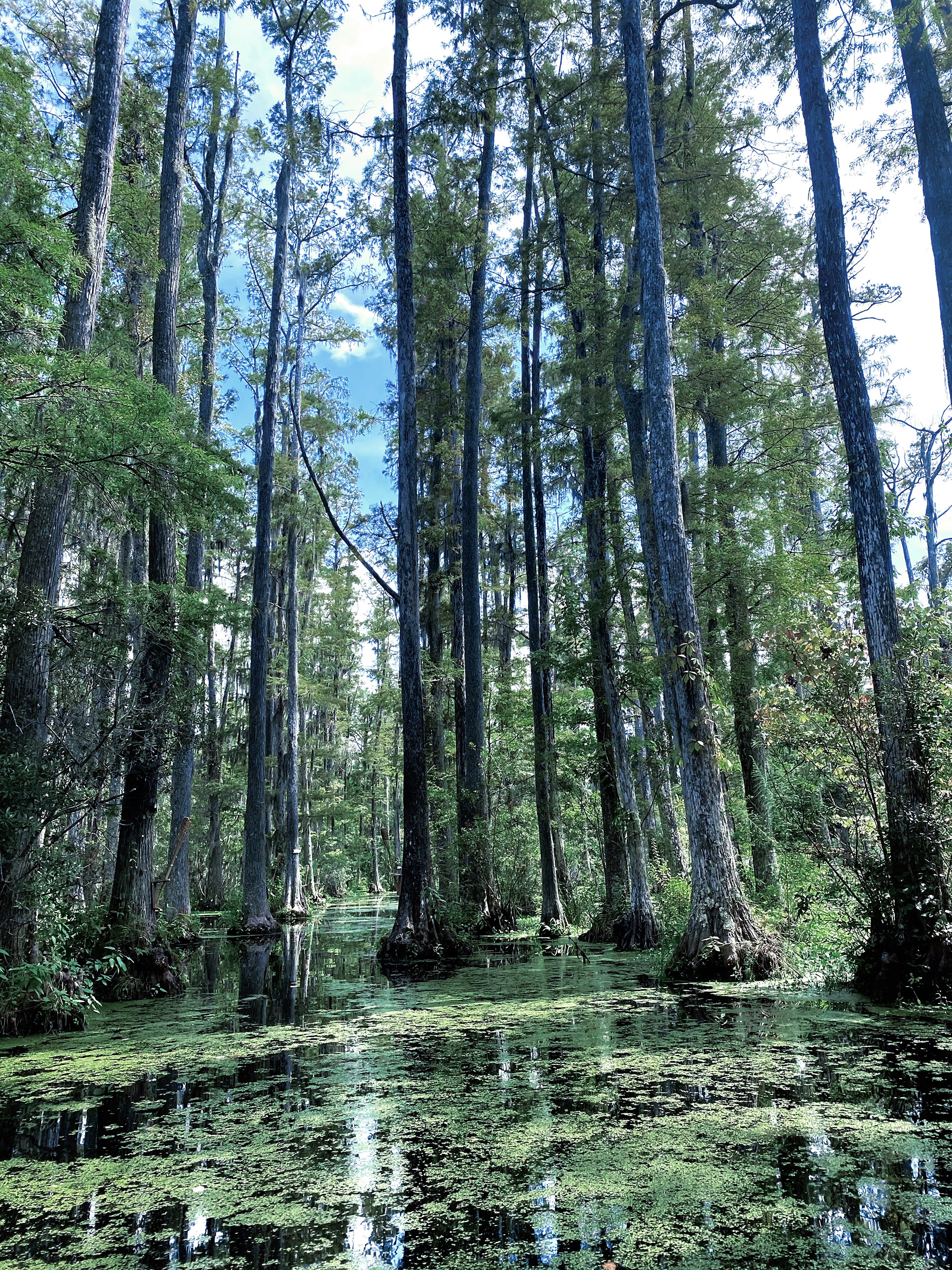 Cypress Gardens