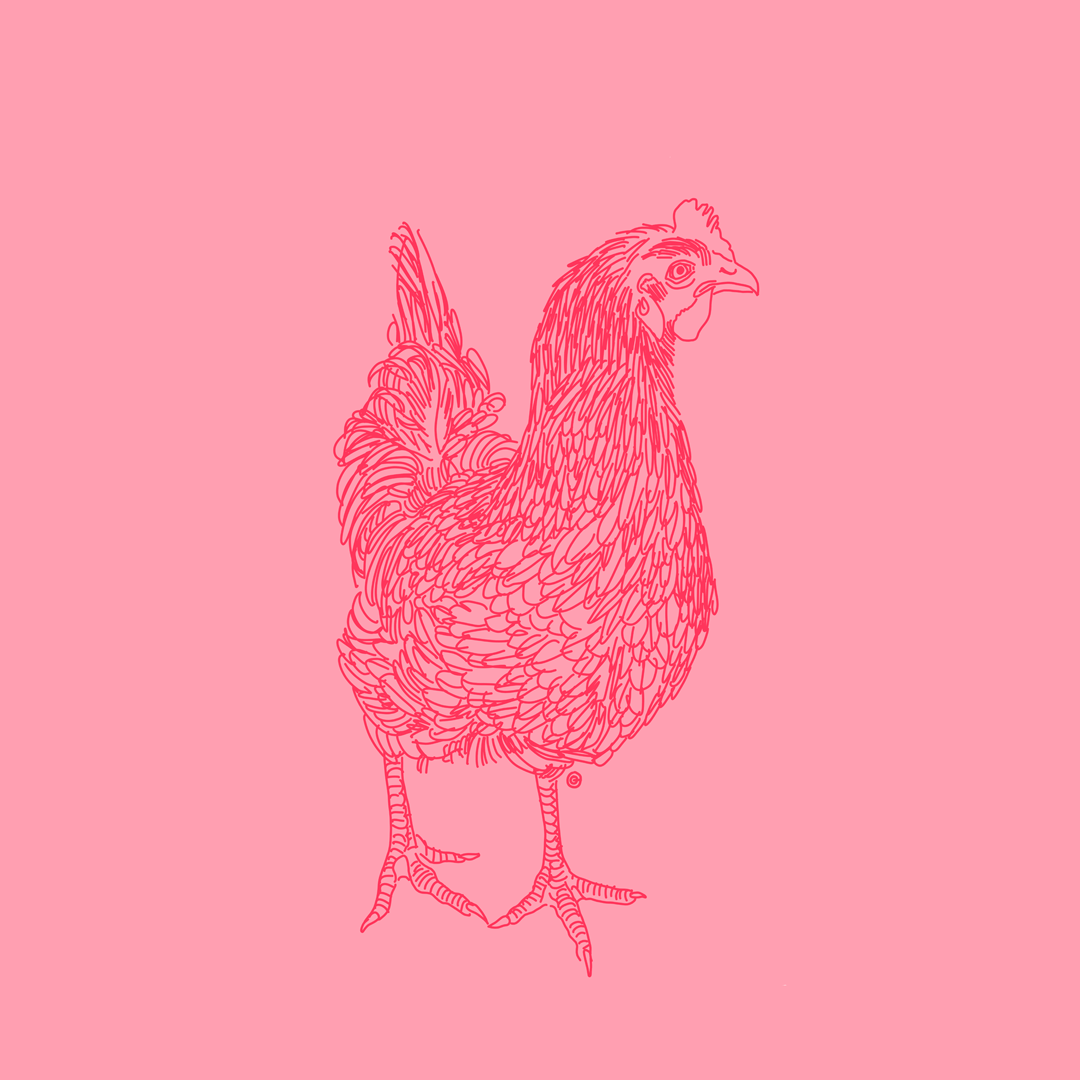 Poule