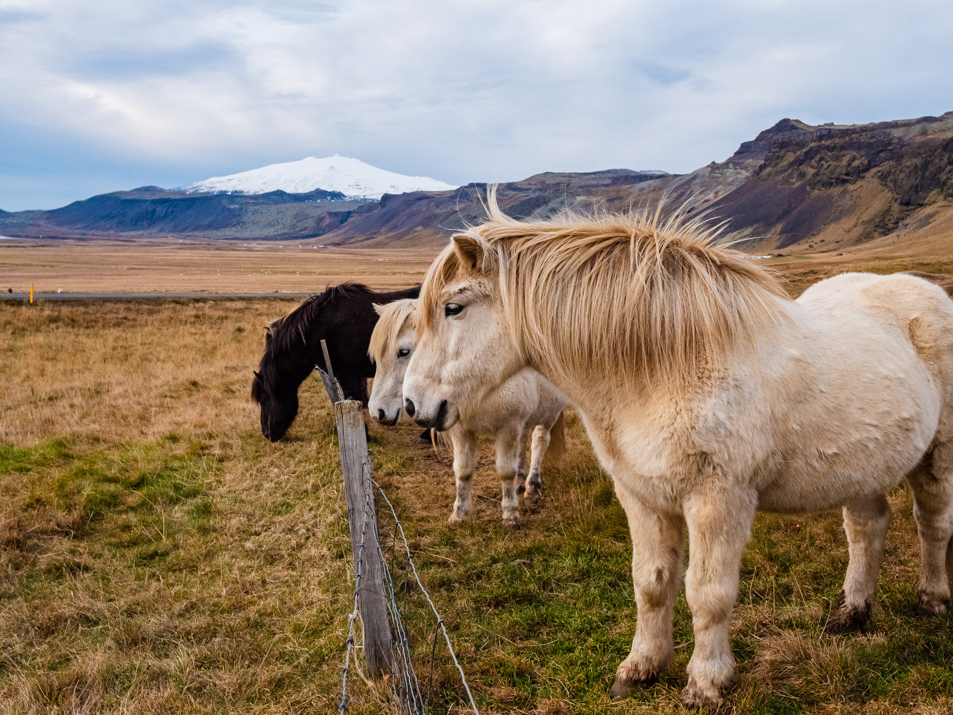 Icelandic Horses: Snæfellsnes Peninsula
