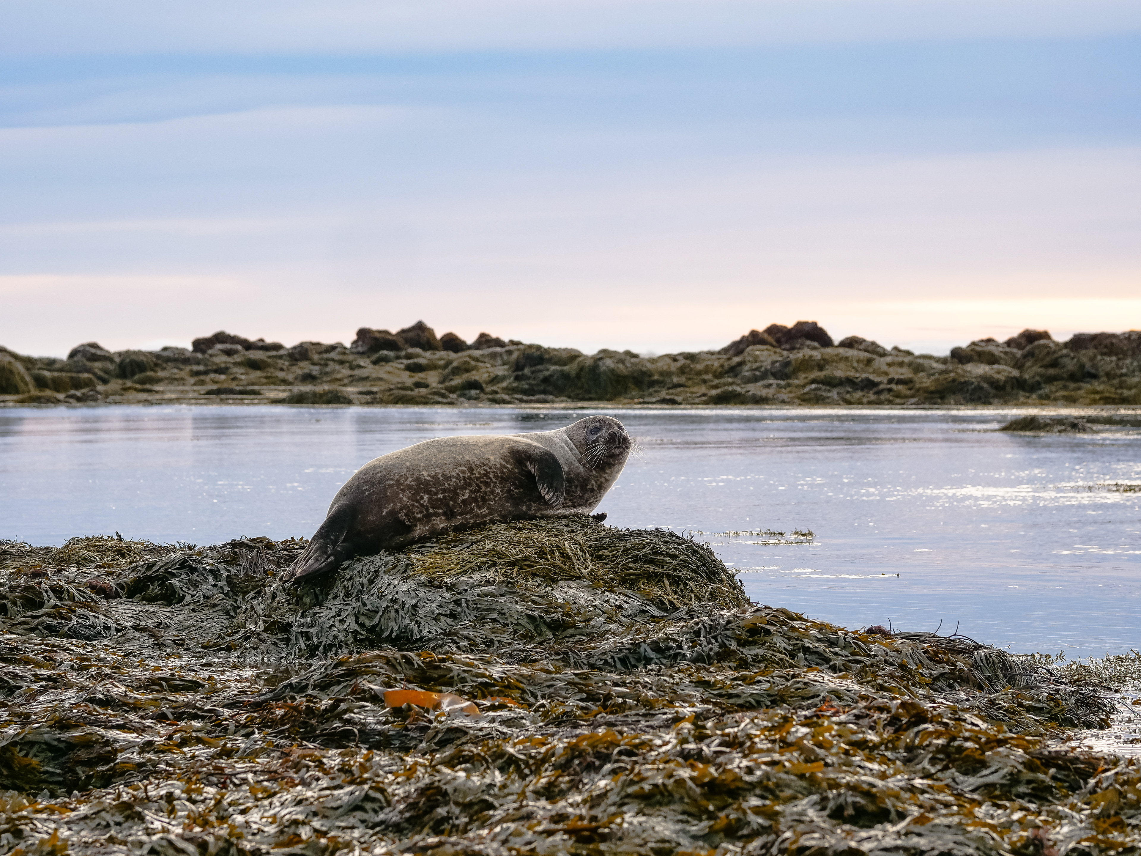 Seal spotting at Ytri-Tunga