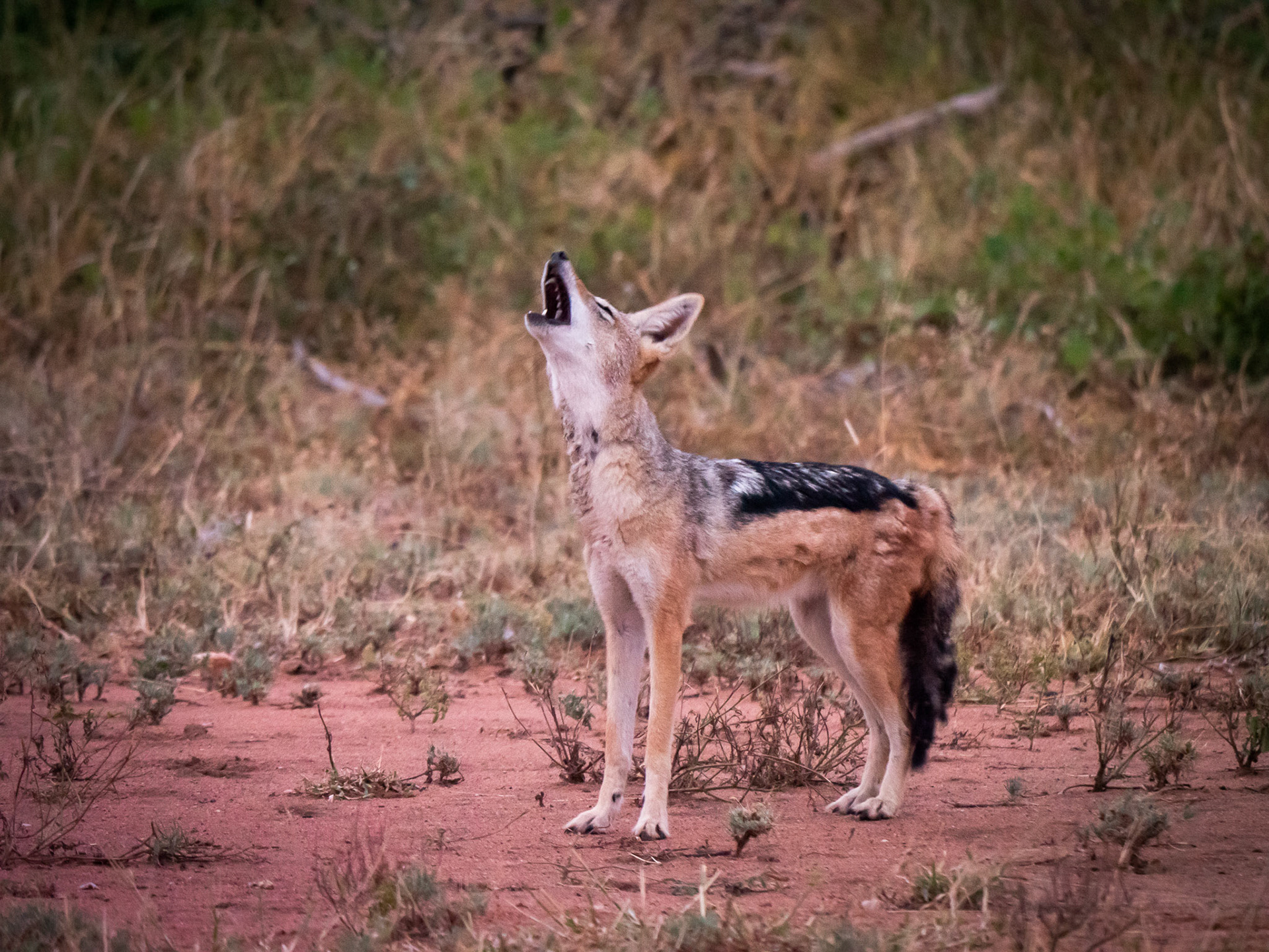 Howling for her mate