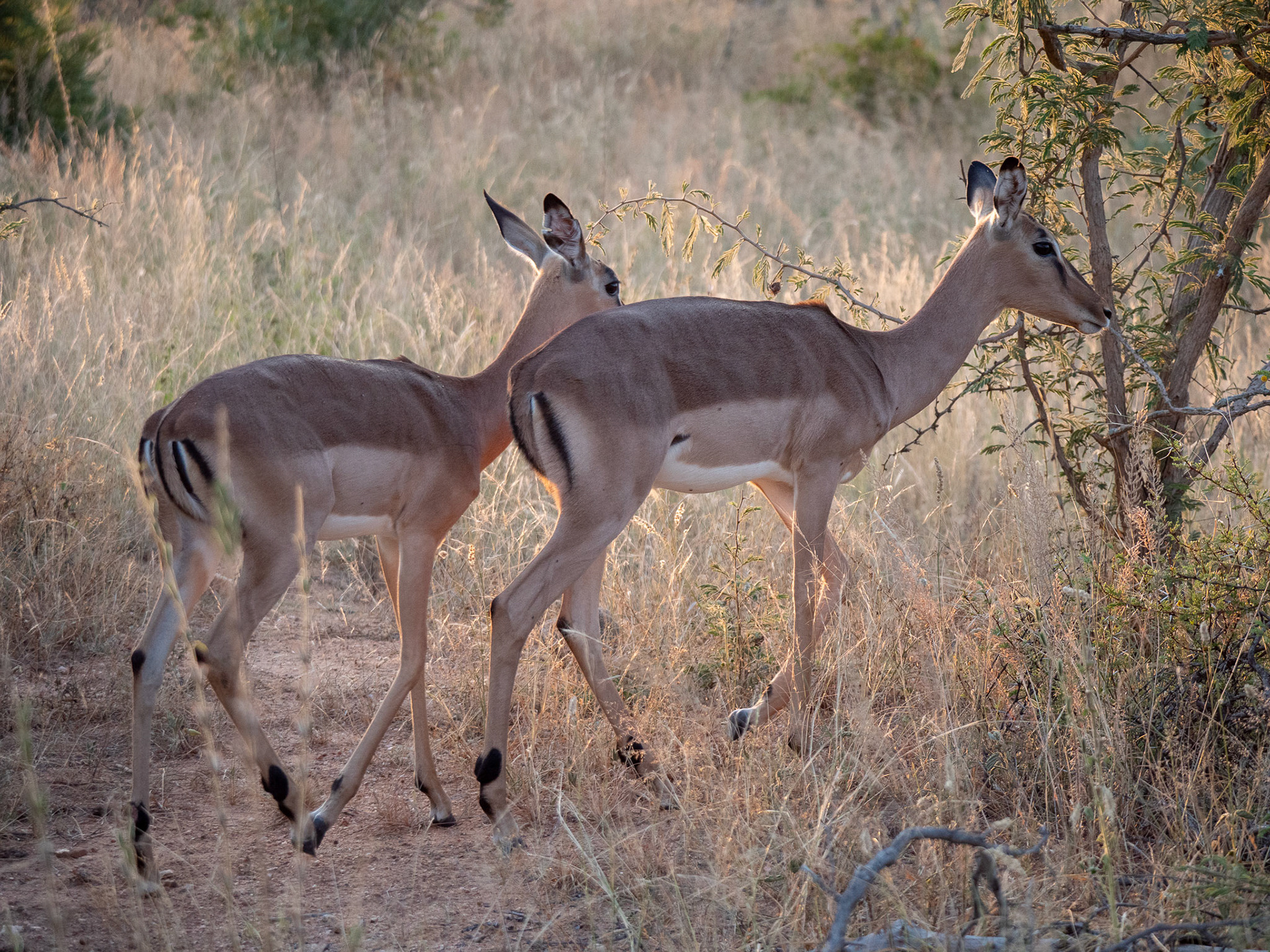 Impala