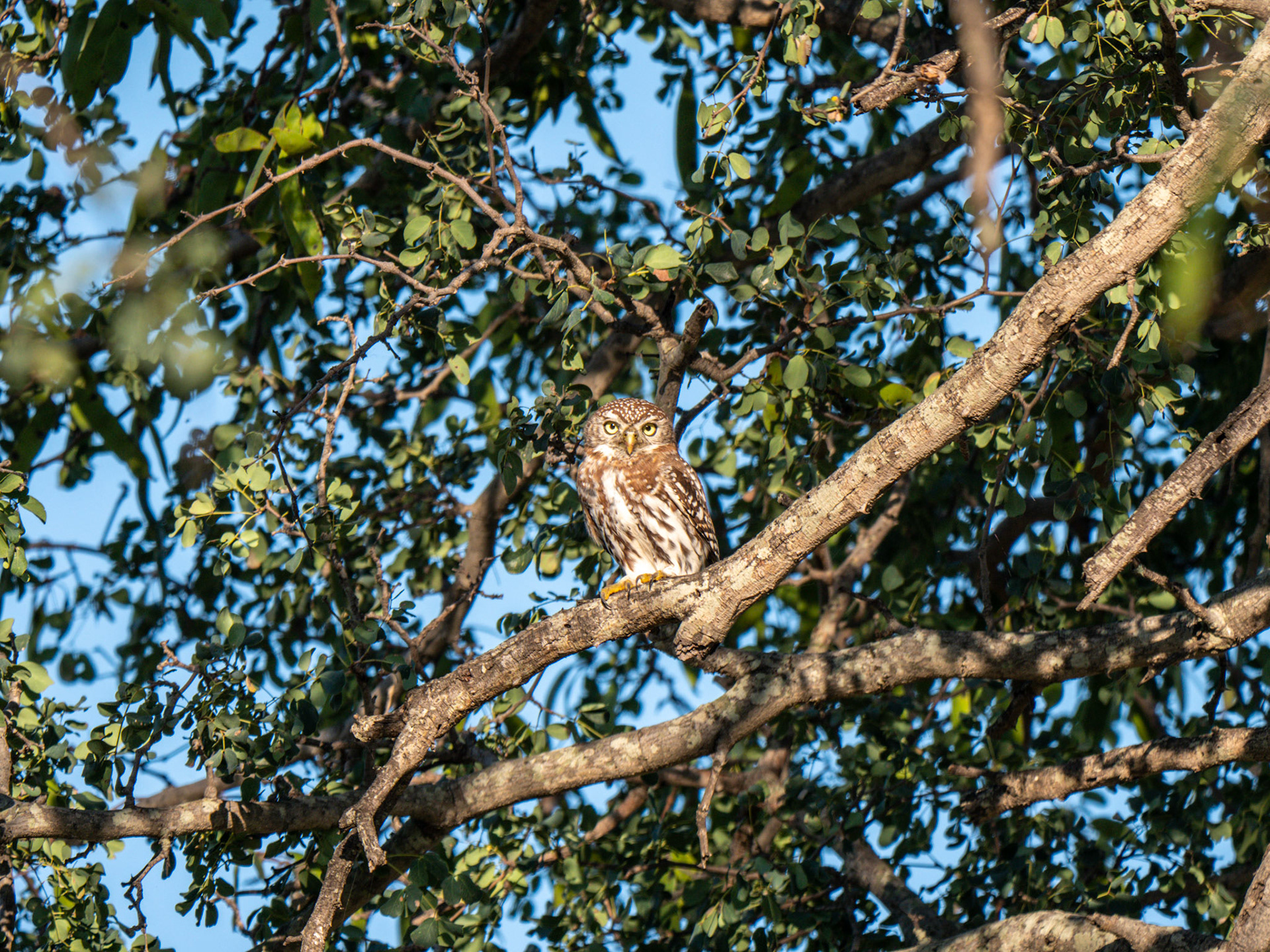 Pearl-spotted Owlet