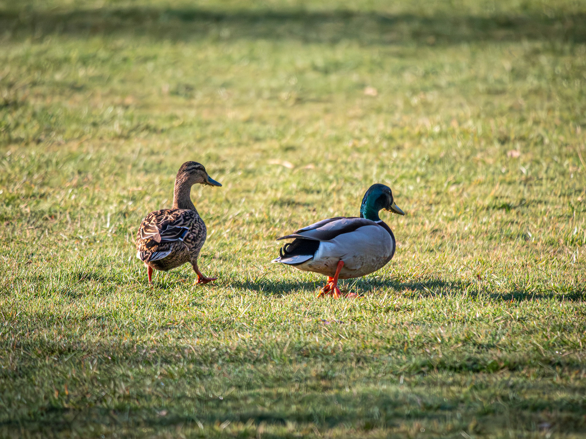 The Long walk couple