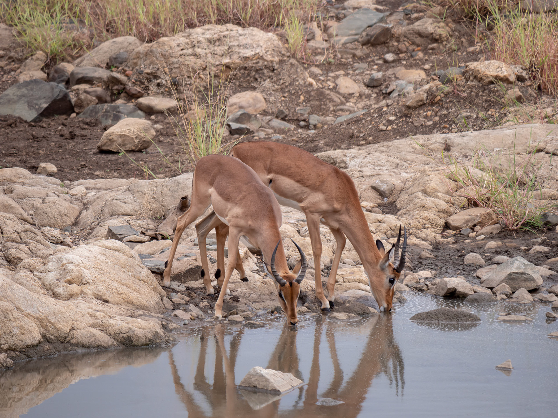Impala drinking