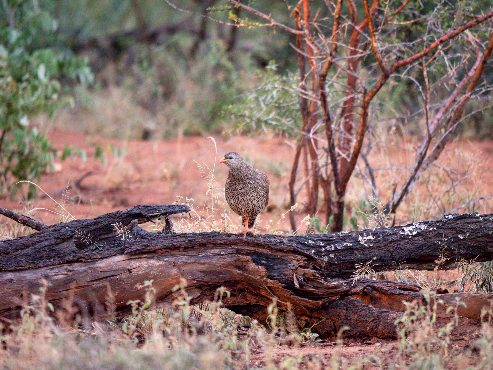 Natal Spurfowl