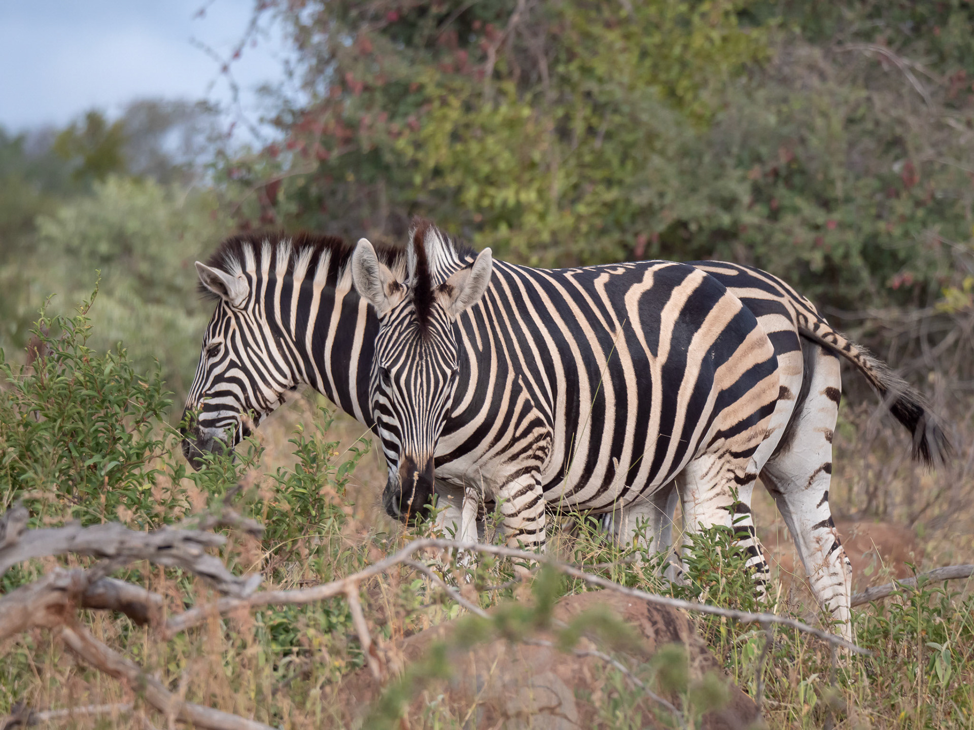 Two headed Zebra
