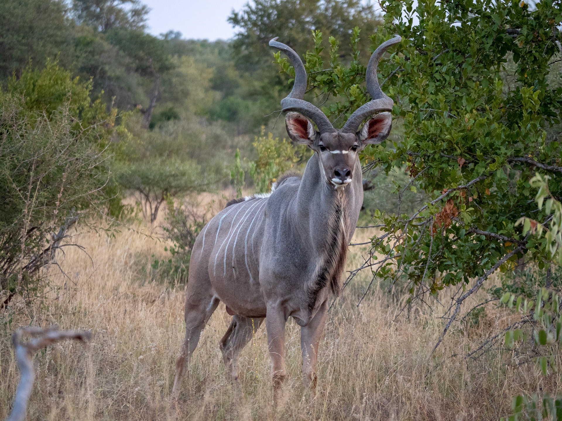 Kudu bull