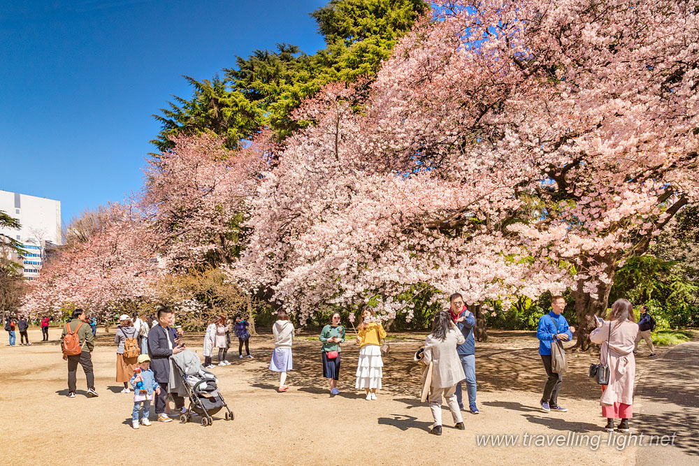 Cherry Blossom in Shinjuku Gyoen National Garden, Tokyo
