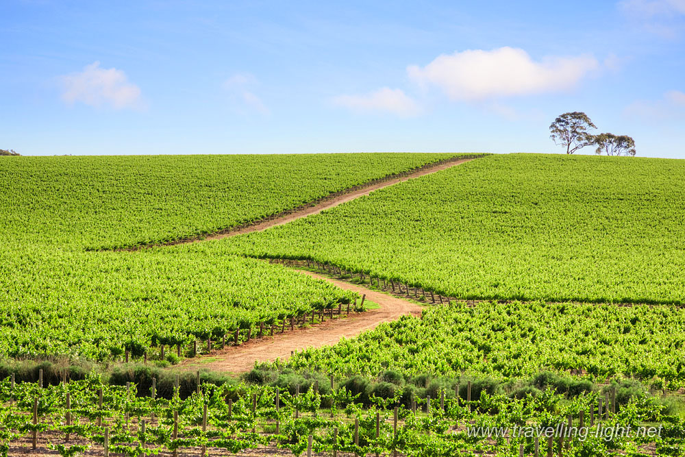 Vineyard, South Australia