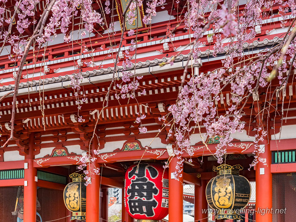 Cherry Blossom at Senso-ji Temple, Tokyo